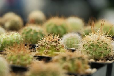 Close-up of cactus growing in potted plant