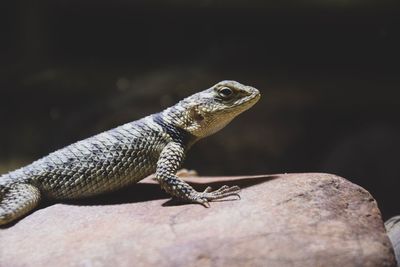 Close-up of lizard on rock