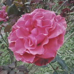 Close-up of pink flower