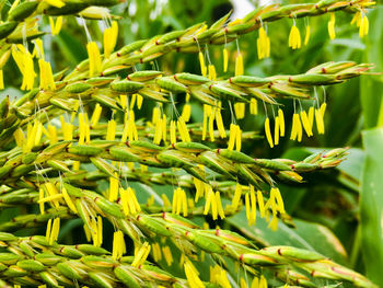 Close-up of corn on plant