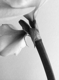 Close-up of hand against white wall