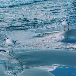 Seagulls on sea shore