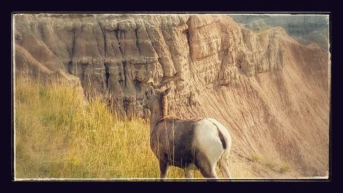 Close-up of horse