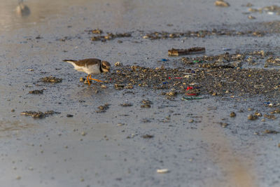 Close-up of bird on puddle