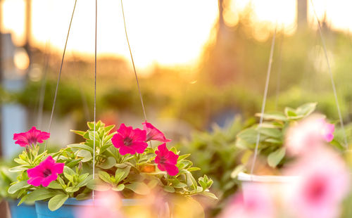 Close-up of pink flowering plants