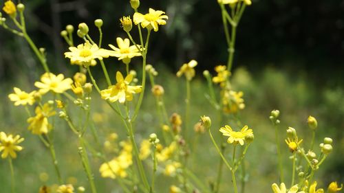 Close-up of yellow flowering plants on field