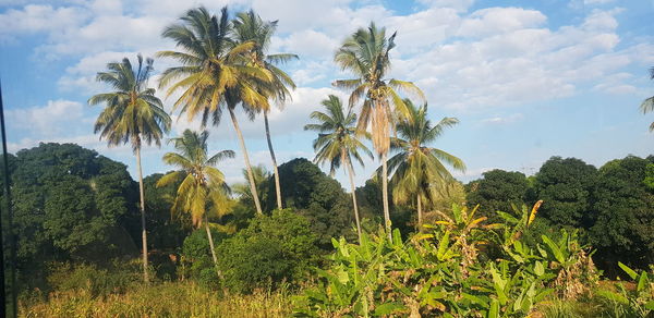 Low angle view of coconut palm trees against sky