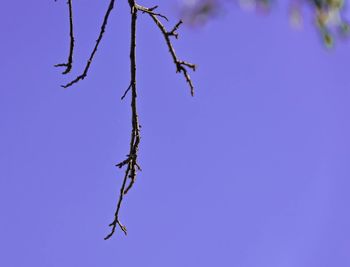 Low angle view of plant against clear blue sky