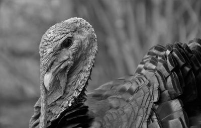 Close-up of eagle