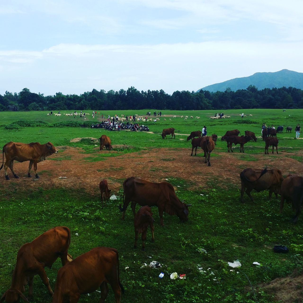 COWS GRAZING ON FIELD