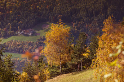 Trees growing in forest during autumn