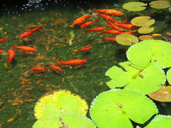 Leaves floating on pond