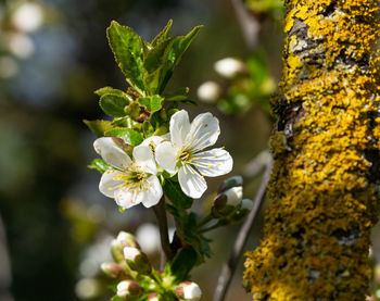 Close-up of white flowering plant