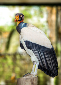 Close-up of bird perching on wooden post