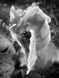 Close-up of flower blooming outdoors