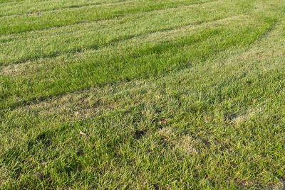 High angle view of grassy field