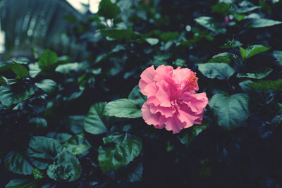 Close-up of pink rose