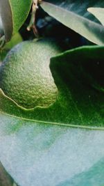 Close-up of fresh green leaf