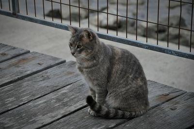 Cat sitting on wooden table