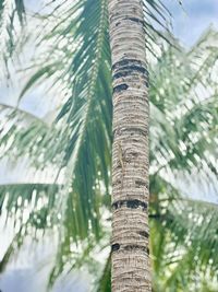 Low angle view of palm tree