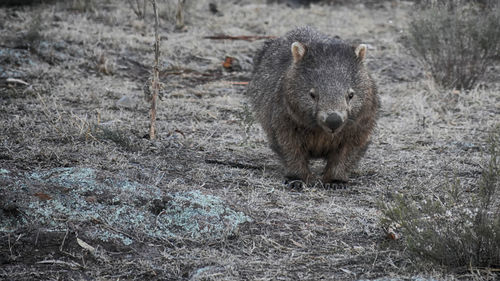 Portrait of wombat standing on grassy field