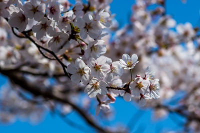 Close-up of cherry blossoms in spring