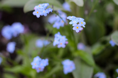 Close-up of white flowering plant in park