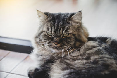 Close-up of a cat resting