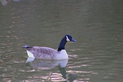 Duck swimming on lake