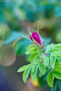 Close-up of pink flowering plant