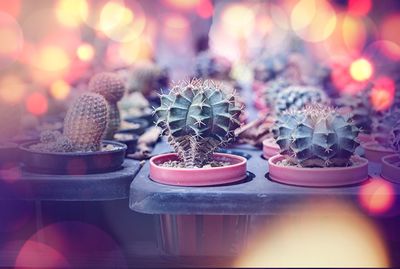 Close-up of potted cactus plant