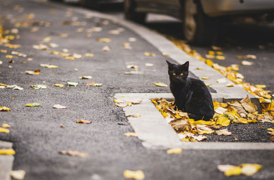 Tiny black kitten