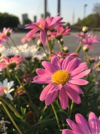 Close-up of pink flower