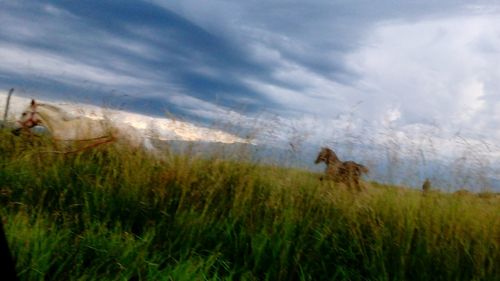 Scenic view of grassy field against sky