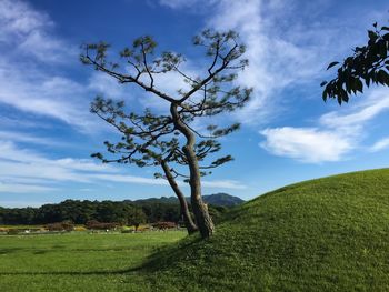 Tree on field against sky