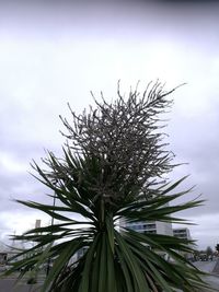 Tree against sky