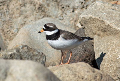 Close-up of seagull perching on rock