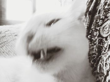 Close-up of cat resting on bed