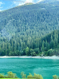 Scenic view of lake in forest