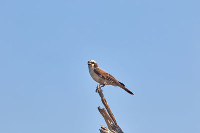 Southern white-crowned shrike on a branch