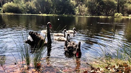 Swans swimming in lake