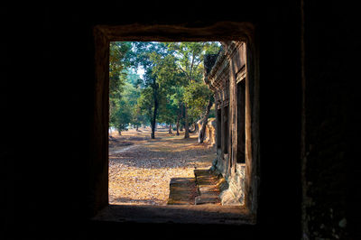 Trees and plants seen through window of old building