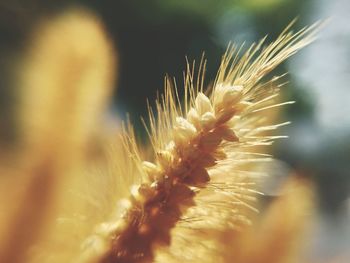 Close-up of white dandelion flower