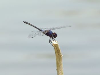 Close-up of dragonfly on stem