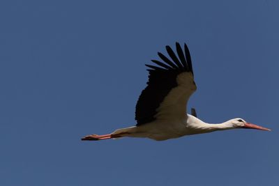 Low angle view of a bird flying