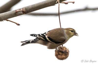 Close-up of bird perching outdoors