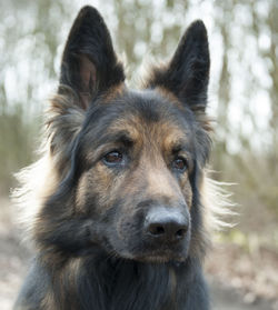 Close-up portrait of dog on field