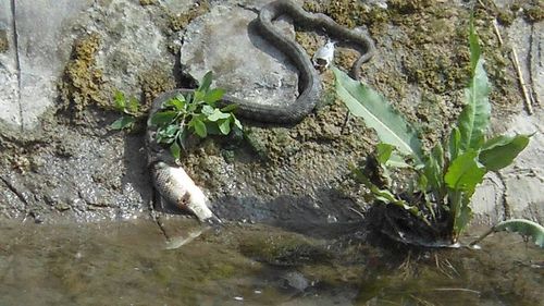 Rocks in water