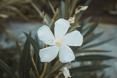 Close-up of white flowering plant