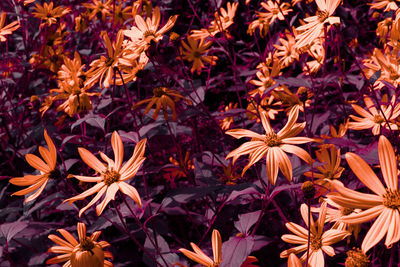 Full frame shot of flowering plants